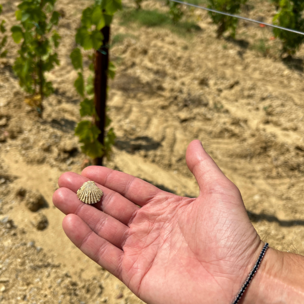 Vernaccia di San Gimignano Colombaio di Santachiara